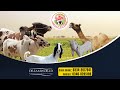 Dreamworld Cattle Mandi