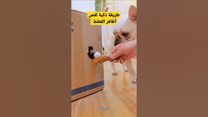 طريقة ابداعية وآمنة لقص أظافر القطط
