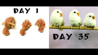 Lovebird chicks growth stages 1 to 35 days. Albino Agapornis chick development screenshot 2