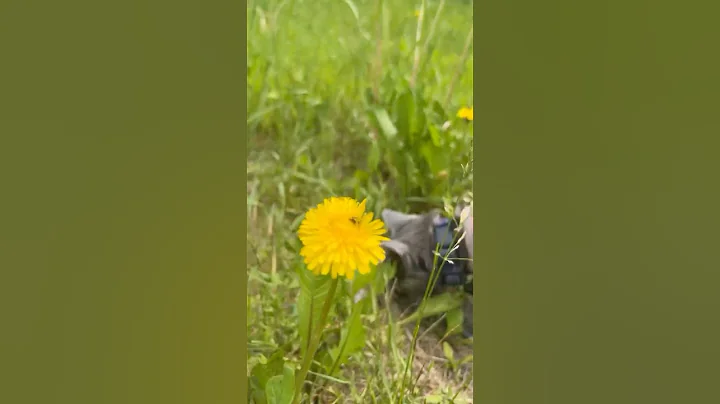 Watch the video about Tick check!! Lots of fun in the sun at state forest #cat #cute #wildlife #nature #tick #camping