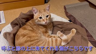 【茶トラ】膝の上に来てくれる猫がこちらですHere is the cat coming onto my lap