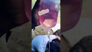 cow||cattle|Saline #viral #subscribe #shortsfeed #shortvideo #shorts #shortsyoutube