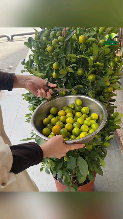 harvesting honey santang oranges in pots