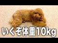 トイプードルで飼ったけどスタンダードプードルとして生きていく。【2023】
