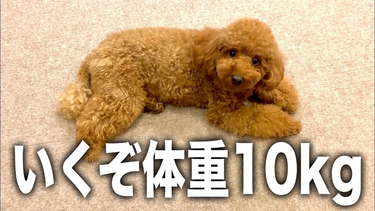 I started out as a toy poodle, but I'm living as a standard poodle