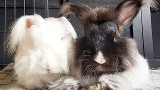 Angora Rabbit | Charming Angora Bunnies | WoW!
