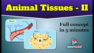 Class 9 Science Tissues - Animal Tissues - Part 2 - LearnFatafat