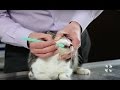 How to Brush Your Cat's Teeth | Vet Tutorial