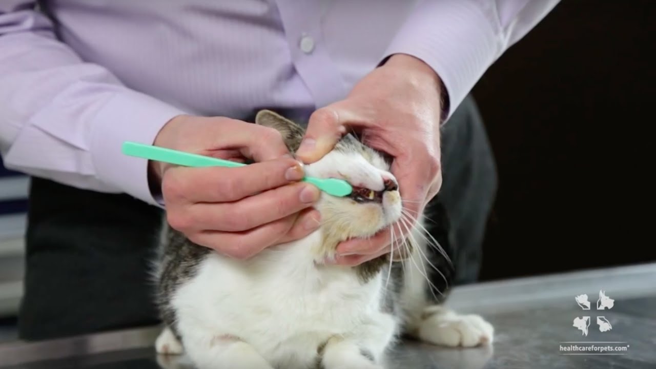 What is the Best Way to Use a Cat Toothbrush?
