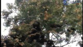 Insecticidas Han Acabado Con La Mariposa Monarca