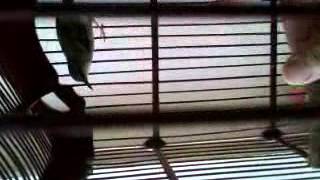 Ciblek Anarky " Onet " screenshot 5