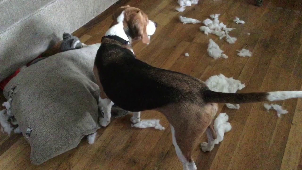 this is what happens when you give a dog a pillow... YouTube