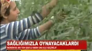 02.12.2014-BUGÜN TV - GÜMRÜK EKİPLERİ MERSİNDE 400 TON GDO'LU MISIR GULUTENİ YAKALADI.