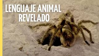 Lenguaje Animal: El Código Secreto de la Naturaleza | Episodio Completo