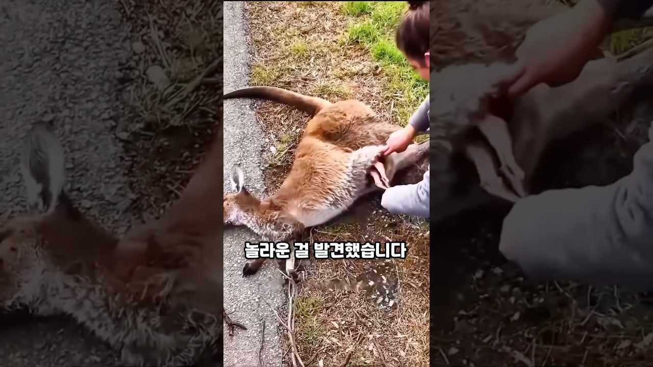 죽은 캥거루 뱃속에서 나온 충격적인 것 #캥거루 #동물구조 #감동실화