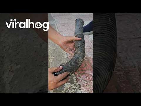 Kitty Trapped Under Hood of Car Inside a Tube || ViralHog
