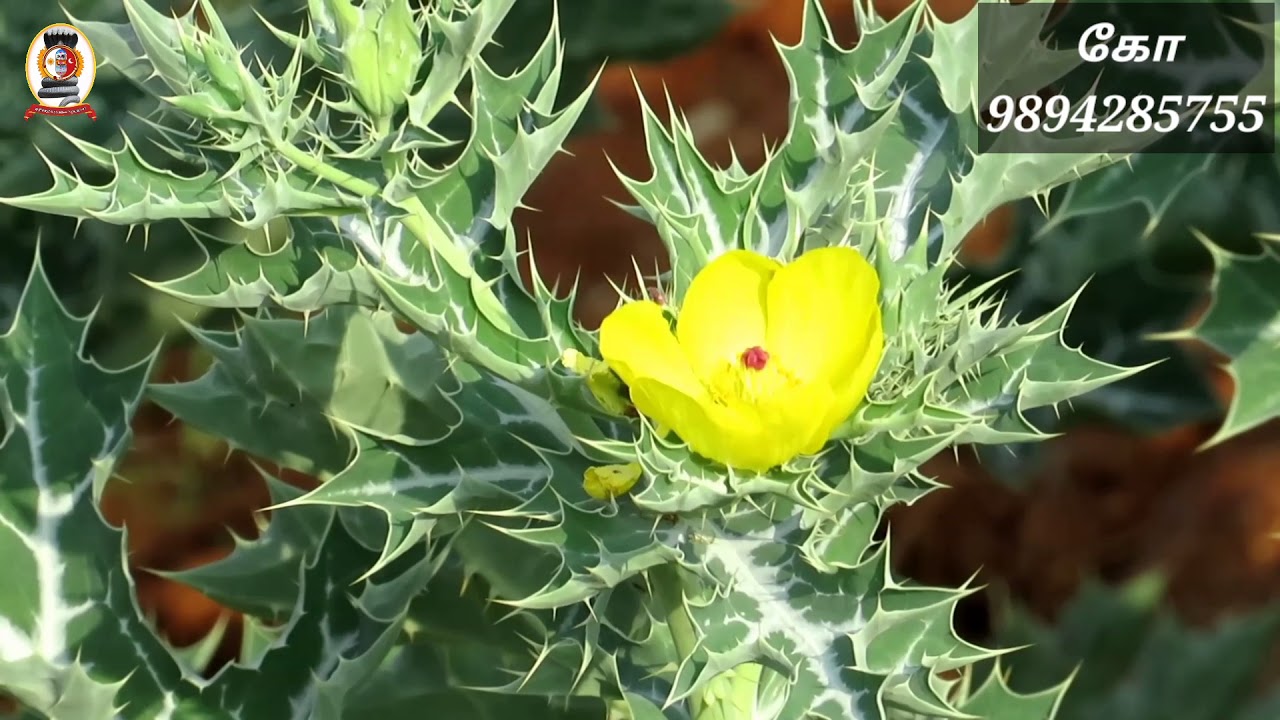 மூலிகை இரகசியம்/'பிரம்மதண்டு' /கோ-9894285755