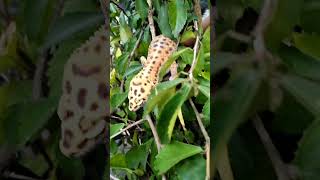 PESUGIHAN TOKEK KESIANGAN 🔔subscribe like plz