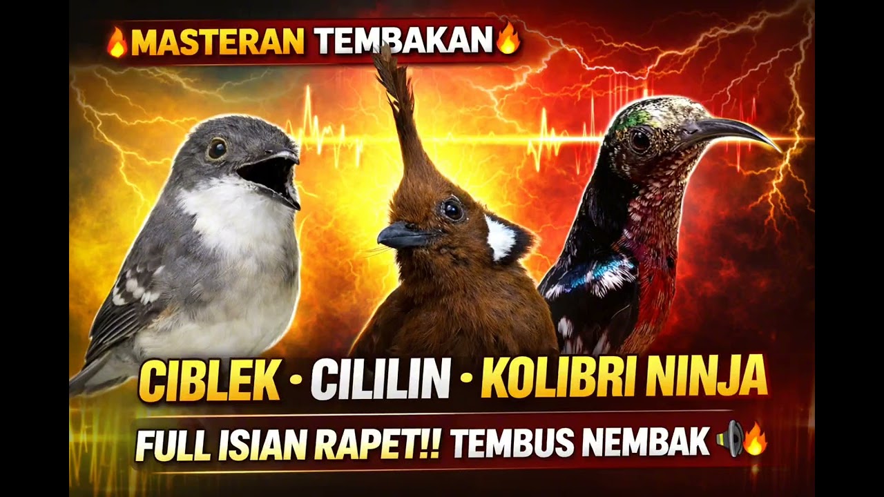 MASTERAN TEMBAKAN CIBLEK CILILIN KOLIBRI NINJA 🔥 Full Isian Rapet Tembus Nembak & ngeroll