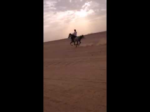 ماكل من يركب الخيل خيال ولا كل خيل تعجبك هي أصيله