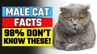 9 Facts About Male Cats I Bet Only 2% of YOU Know