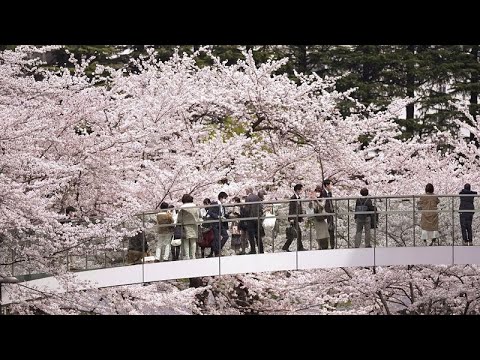 Videó: Cseresznyevirágok Németországban