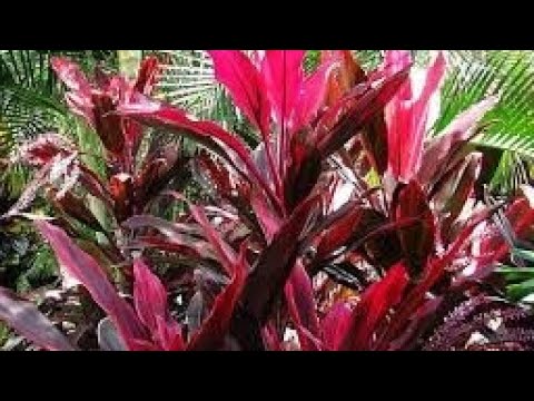 Video: Jedne biljke otporne na sušu za hlad ili sunce - kako uzgajati jednogodišnje biljke otporne na sušu