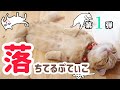 落ちてるぷてぃこ第1弾