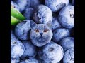 Blueberry cat