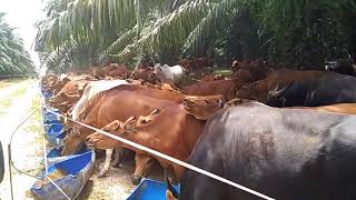 Download Integrasi Perkebunan Kelapa Sawit Dan Ternak Sapi Video MP3 Integrasi Perkebunan Kelapa Sawit Dan Ternak Sapi