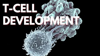 Immunology Lecture 20 - T-Cell Development