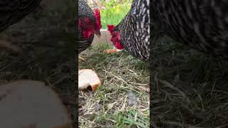 Will chickens eat bread? #shorts #short #chickens Will chickens eat bread? #shorts #short #chickens