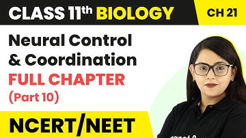 Neural Control & Coordination Full Chapter Explanation (Part 10) | Class 11 Biology Ch 21 NCERT/NEET