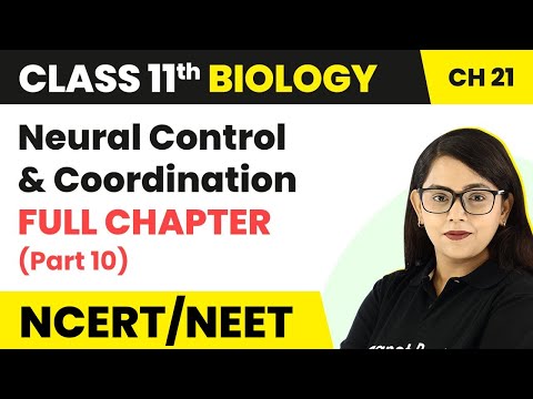 Neural Control & Coordination Full Chapter Explanation (Part 10) | Class 11 Biology Ch 21 NCERT/NEET