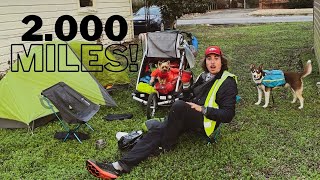 Walking Across America | Grace Almost Dies W/ Dogs