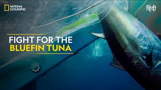 Fight for the Bluefin Tuna | Wicked Tuna: North vs South | Full Episode | S5E1 | #NatGeo