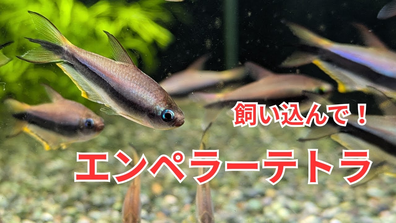 飼い込む楽しさが味わえる「エンペラーテトラ」をご紹介！