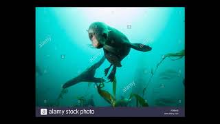 [Wikipedia] South Jason Island