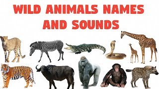 Wild animals names and sounds  الحيوانات البرية باللغة الإنجليزية