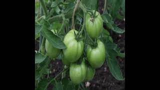 Что посадить в междурядьях томатов: отпугнет вредителей и обеспечит богатый урожай – доступно каж...