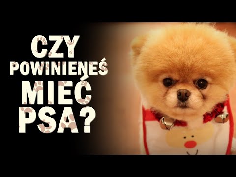 Wideo: Czy Powinieneś Zainstalować Psa?