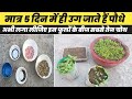             flower seed kaise ugaye  how to plant flower seeds