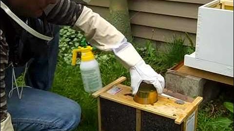 start urban bee hive how to install packaged honey bees