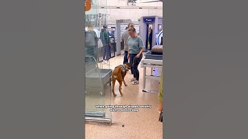 Important✈️ airport security info for Service Dogs #servicedog