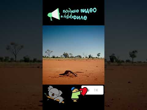 Перенти перекусывает Мулгой #nationalgeographic #кино #вмиреживотных #snake #тикток #животные