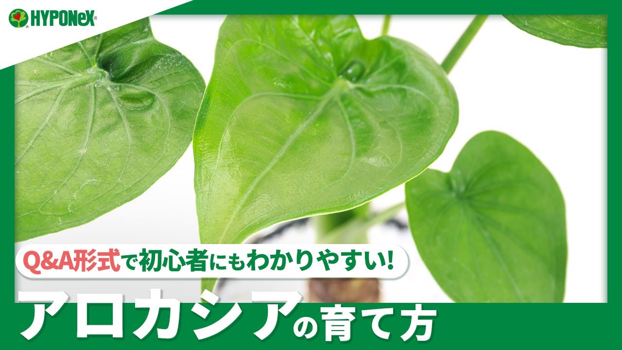 観葉植物】観葉植物（インテリアグリーン）のおすすめ人気品種11選