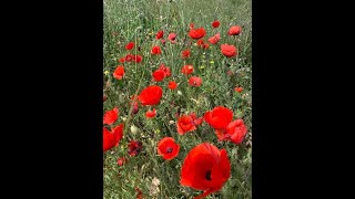 The Ground 03 - Monashs Lost 4Th Brigade, 08Aug 1915 - Part 3