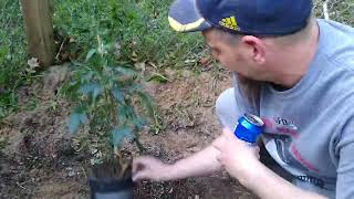 20 22 Outdoor Grow Part 1 Episode 1