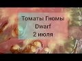 Томаты Гномы Dwarf на 2 июля в Донбассе.Мои навыки,наблюдения,впечатления и выводы.Обажаю!