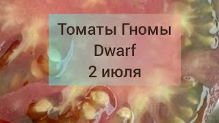 Томаты Гномы Dwarf на 2 июля в Донбассе.Мои навыки,наблюдения,впечатления и выводы.Обажаю!